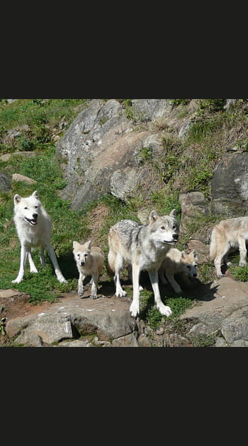 Dr&ocirc;les de familles d'animaux