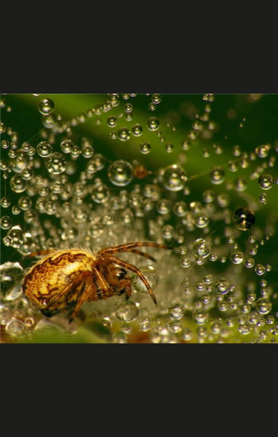 Araign&eacute;e inter-galactique