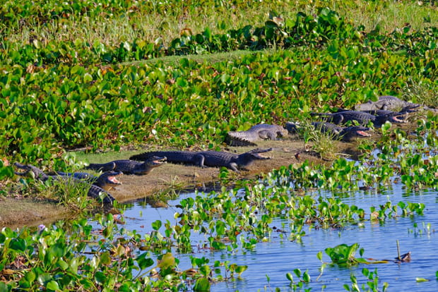 Le Pantanal