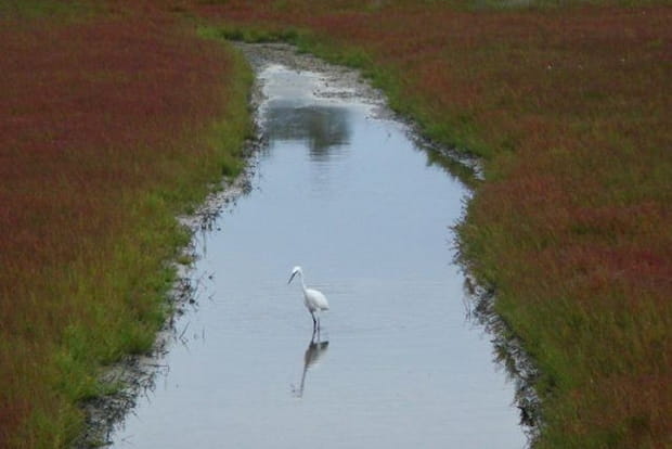 Dans les marais salants de l'Ile de Ré