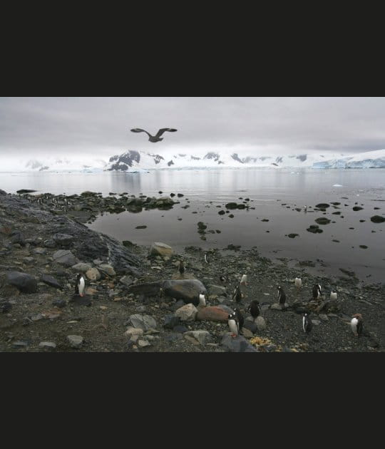 L'Antarctique, un monde impitoyable