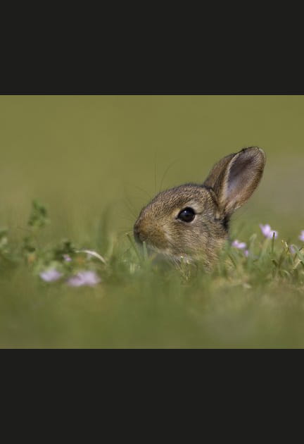 Un lapin tr&egrave;s discret