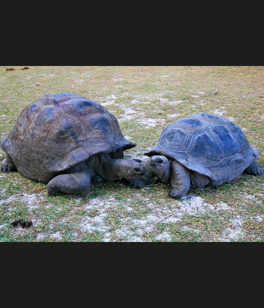 Deux tortues terrestres g&eacute;antes sur l'&icirc;le Curieuse