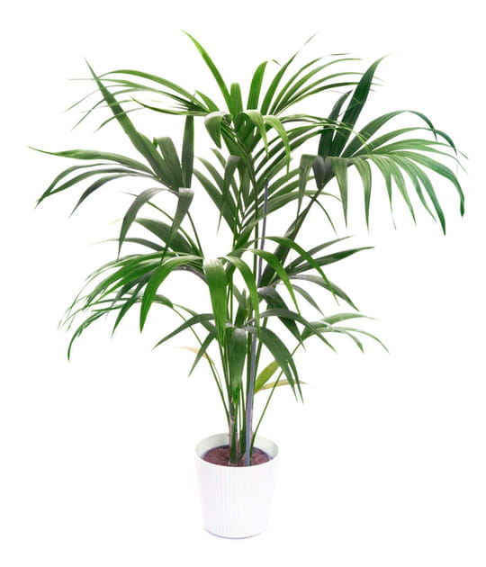 Le kentia, une plante d&eacute;polluante