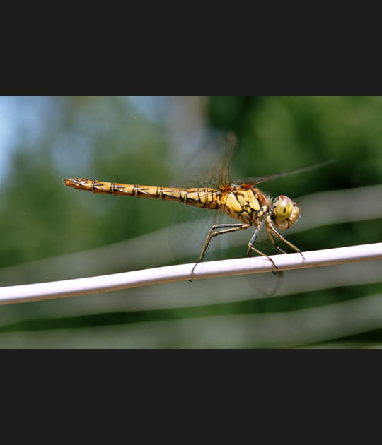 Demoiselle