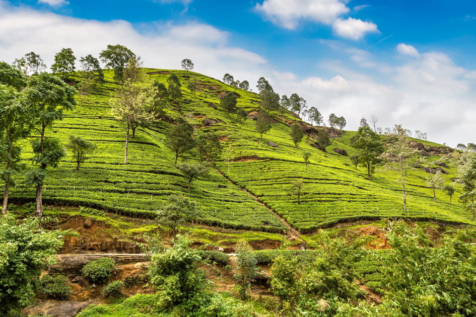 Quelles seront les meilleures destinations en 2024&nbsp;? Centre et Sud du Sri Lanka