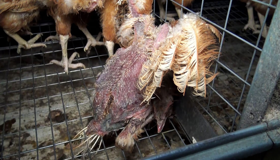 Un cadavre parmi les oeufs et les autres poules