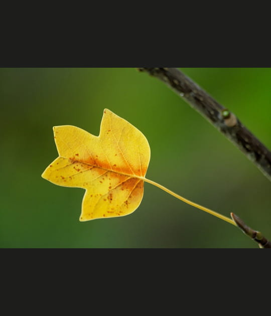 Feuille de tulipier