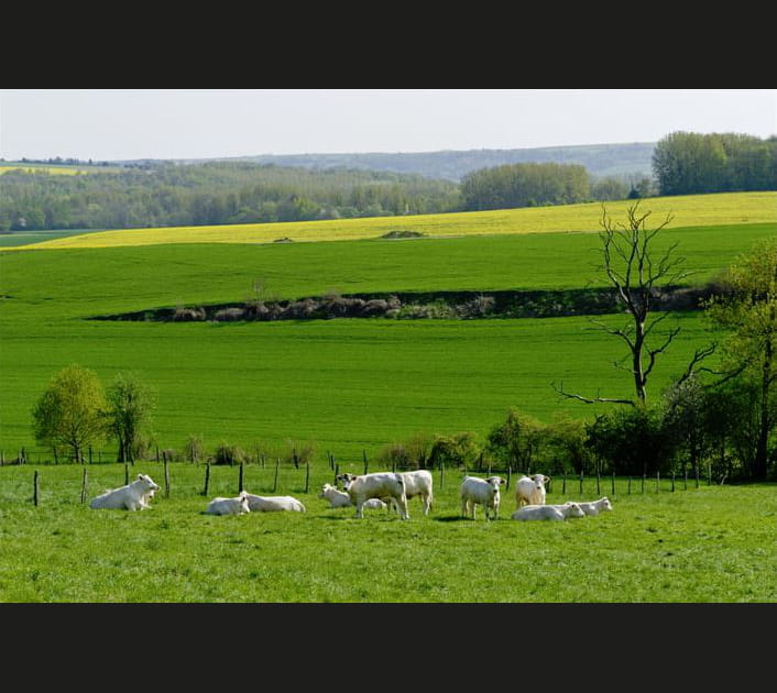 Vaches en p&acirc;ture dans l'Aisne