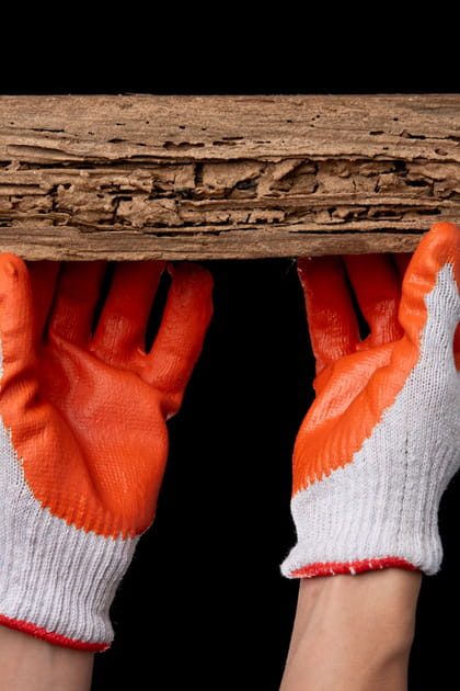 Le diagnostic termite est-il obligatoire en cas de vente&nbsp;?