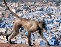 L'Inde sauvage : Le désert de Thar