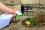 Mieux que le vinaigre blanc, ce produit est le préféré des jardiniers pour éliminer les mauvaises herbes sans effort