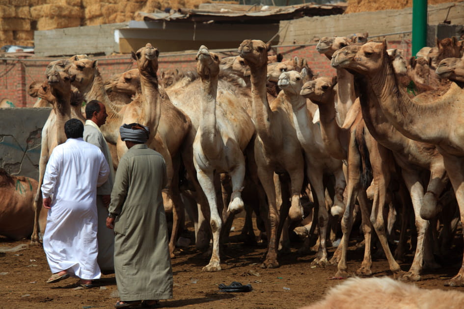 Le March&eacute; aux chameaux de Birqash, une immersion fascinante dans la culture b&eacute;douine
