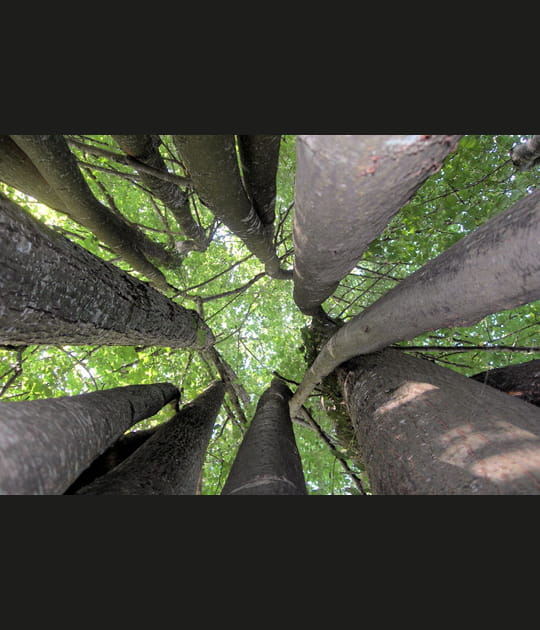 Sous les tilleuls des bois