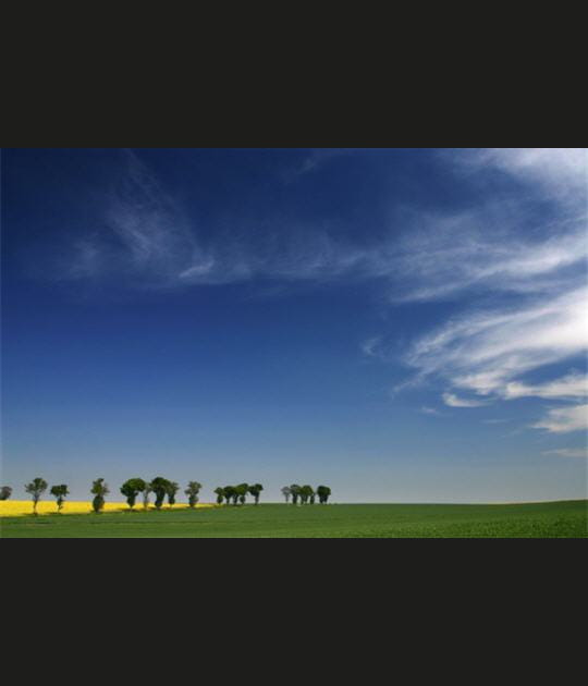 Les arbres qui marchent