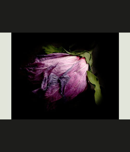Vieil hibiscus