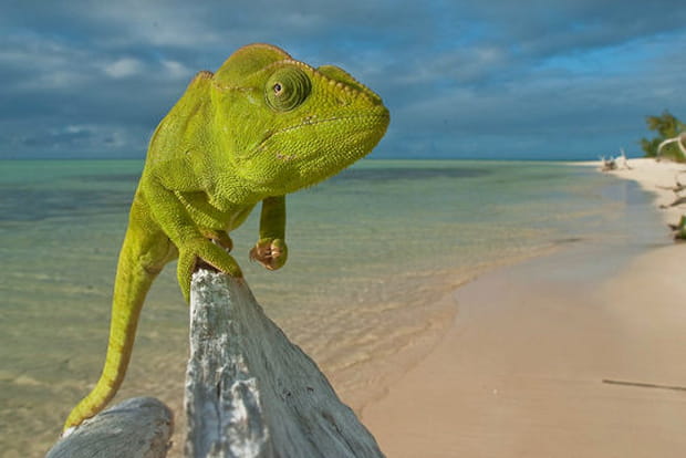 L'animal imperturbable