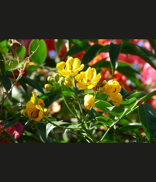 Fleurs exotiques et parfum&eacute;es