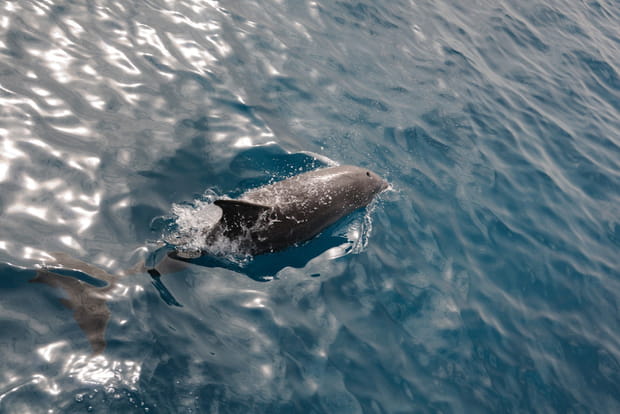 Nager avec des dauphins