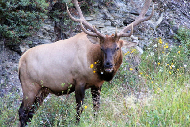 Wapiti