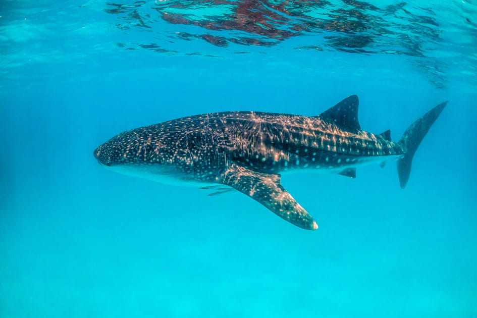 Plonger avec les requins-baleines en Australie