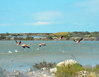 Au coeur du parc naturel régional : Camargue