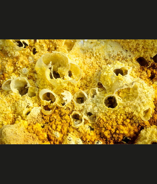 Corail