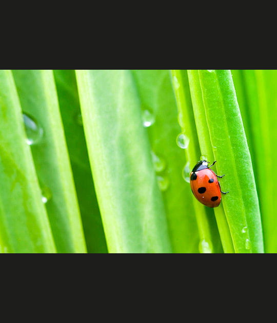 Le vert p&acirc;turage de la coccinelle