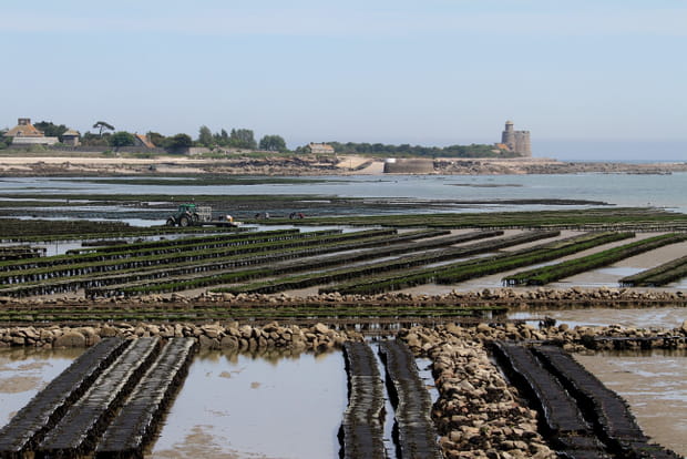 Parcs à huîtres devant l'île de Tatihou