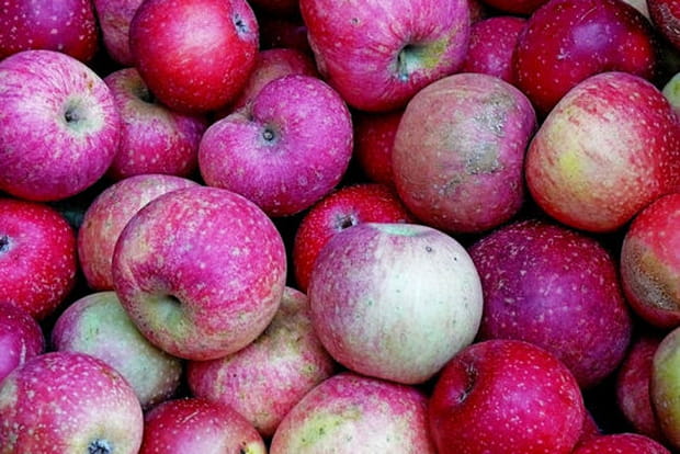 "Pommes de reinette et pommes d'api"