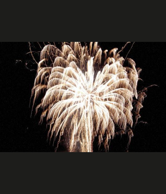 Cocotier embras&eacute;