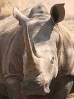 rhinoceros eric masson