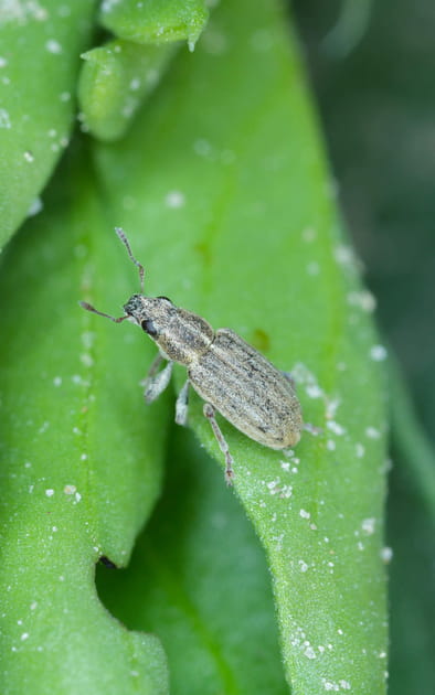 Comment &eacute;viter et &eacute;liminer les charan&ccedil;ons dans le jardin&nbsp;?