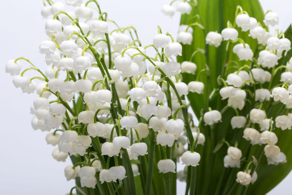 Les plus belles photos de muguet &agrave; envoyer &agrave; vos proches pour le 1er mai