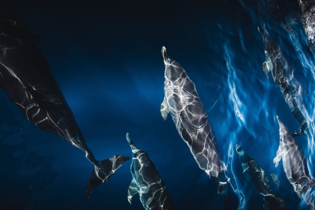 L'observation des baleines, une activité immanquable à Tenerife