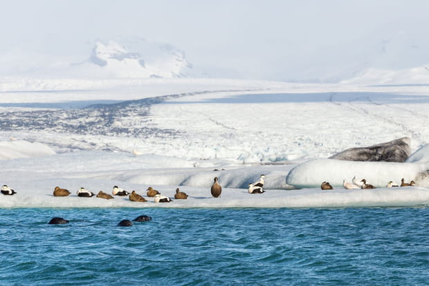 Observer la faune sauvage