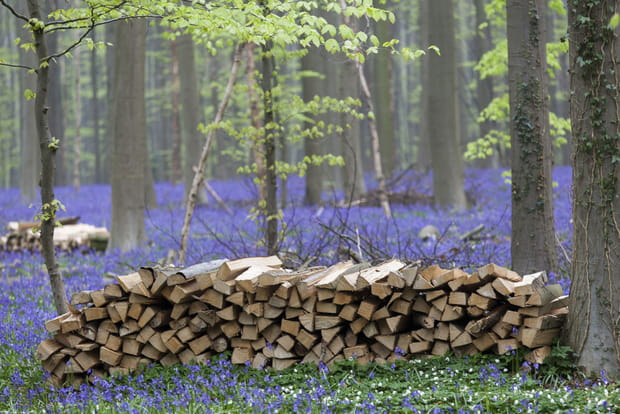 Le Hallerbos en Belgique