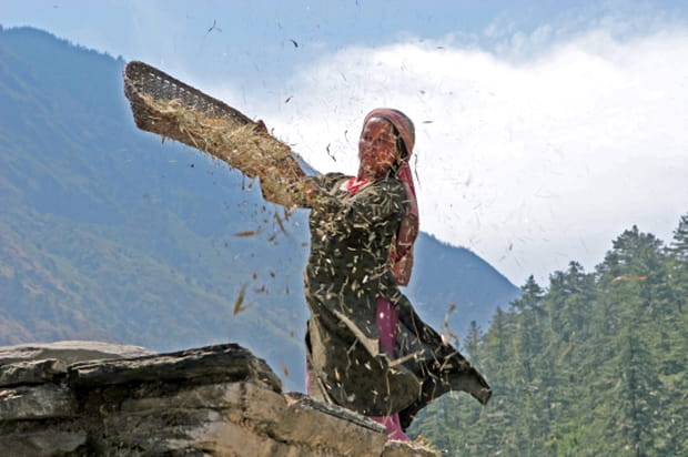 Moisson d'octobre à Pokhara