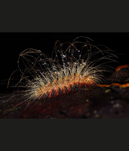 La ros&eacute;e sur une chenille