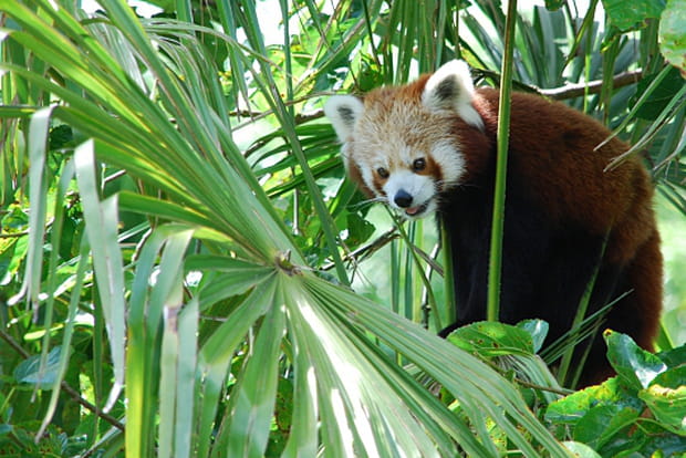 Le petit panda chinois prend de la hauteur