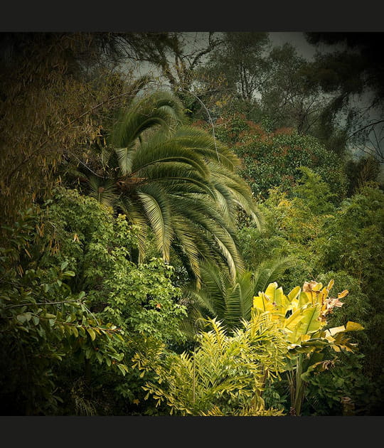 Jungles