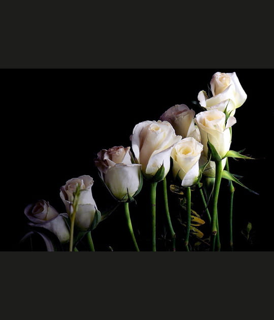 Quelques roses