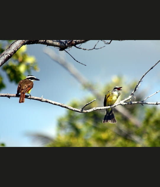 Couple de tyrans quiquivis