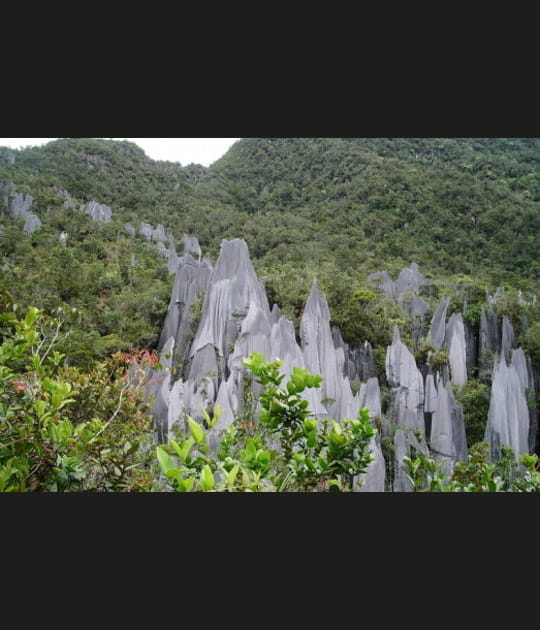La for&ecirc;t de Sarawak