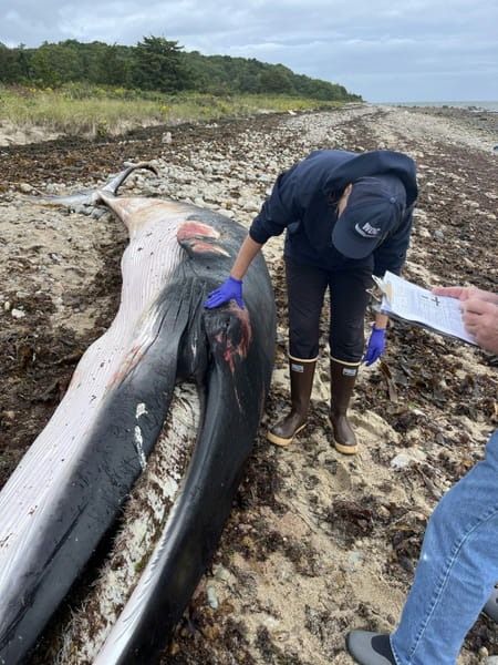 Whale and Dolphin Conservation