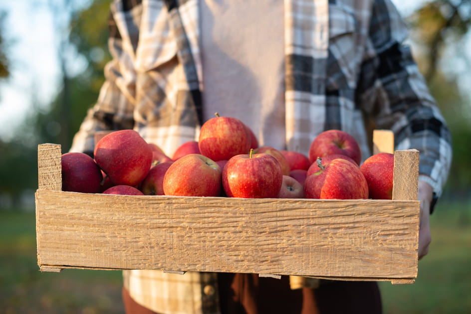 Un &eacute;t&eacute; indien en Nouvelle-Angleterre&nbsp;: cueillir des pommes dans un verger