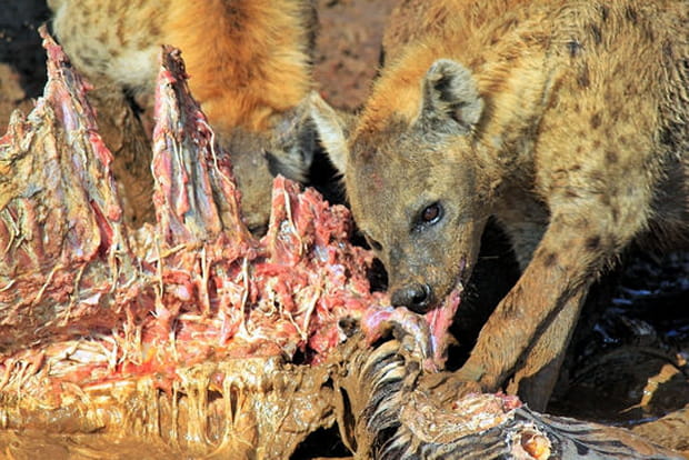 Les hyènes ont mauvaise presse