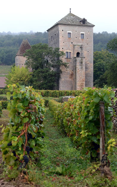 Des domaines viticoles en Bourgogne