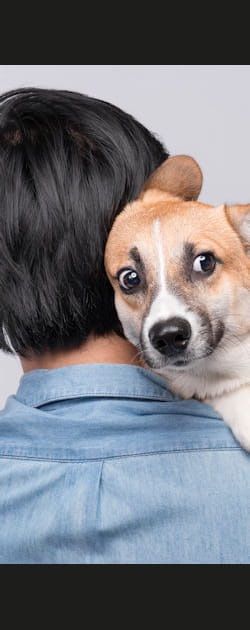 Actualisez le dossier de votre animal de compagnie