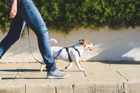 Une année ne correspond pas vraiment à 7 ans de vie pour un chien : voici comment calculer leur âge réel